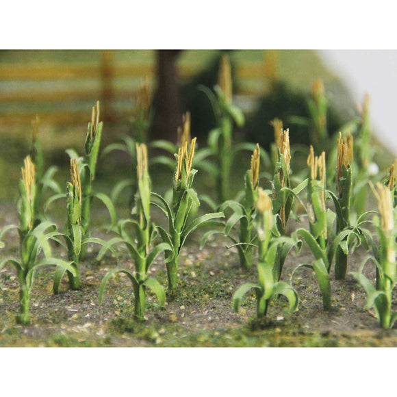 Corn Stalks, 1