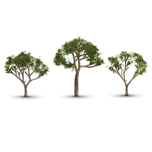 Gum Tree 2 1/2" - 3 1/2" (3)