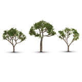 Gum Tree 2 1/2" - 3 1/2" (3)