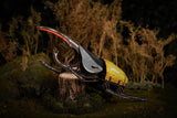 Hercules Beetle 3D Puzzle, Bring Nature Home