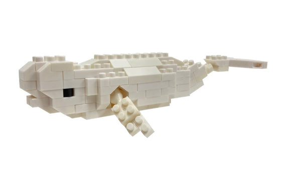 Beluga Whale 